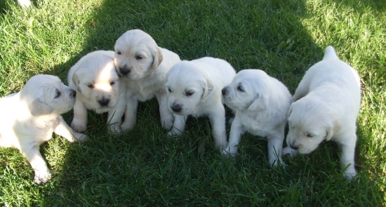 hľadáme si nových majiteľov