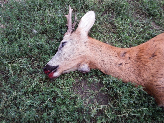 srnec - fibropapilomatóza