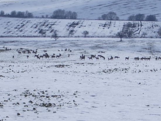 stádo srnčej
