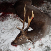 januárový daniel - 2016