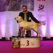 Chester - CAC, CACIB, BOB, BIG3