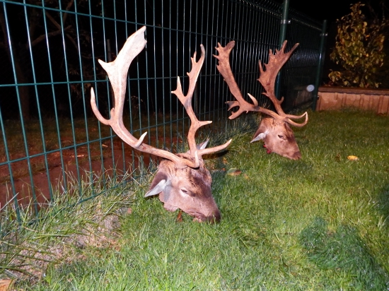 úspešný poľovnícky deň