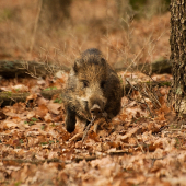 Dokonalá kamufláž