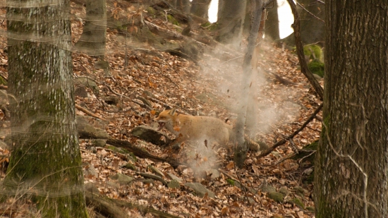 ako sa 308 Winchester do zeme zaryl