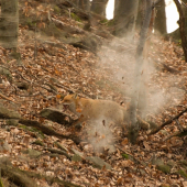 ako sa 308 Winchester do zeme zaryl