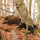keď si kopov plní svoje remeslo