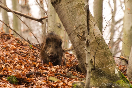 Diviak pózuje do objektívu