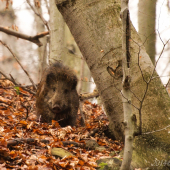 Diviak pózuje do objektívu