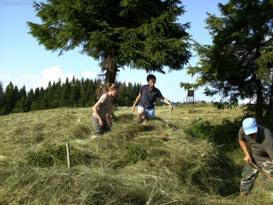 draha pracovna sila:)