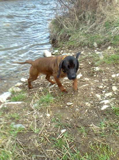 Bavorský farbiar-Linda