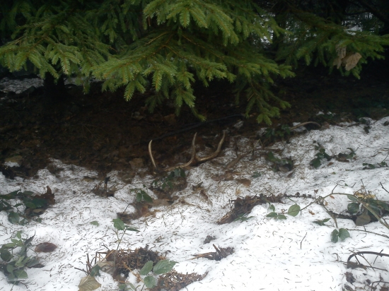 pri hladani stromceka....