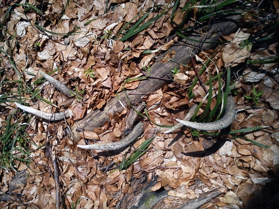 škoda, že som ho nenašiel skôr...