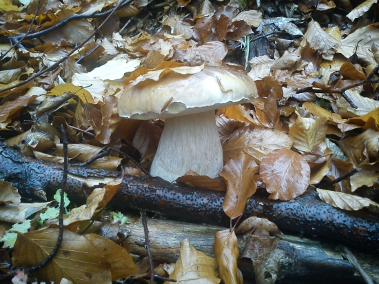 jeden z posledných mohykánov....