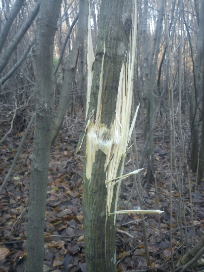 Diviak mal šťastie...