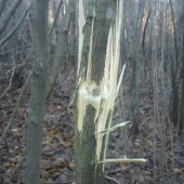 Diviak mal šťastie...