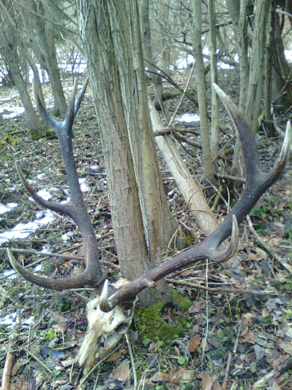 Životný úhyn - ID fotky: 311812