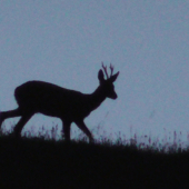 Srnec na horizonte