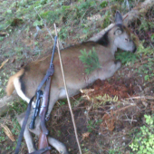 moje druhé jelienča