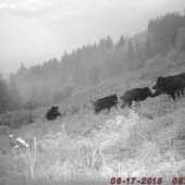 a keď ich čakám, tak neprídu