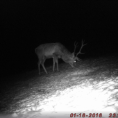 zdržal sa celú noc