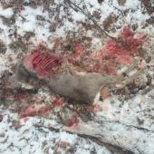 úhyn ročného srnca