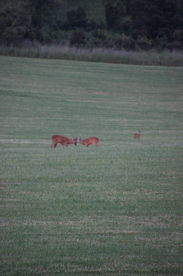 Súboj za nezaobišiel bez diváka :