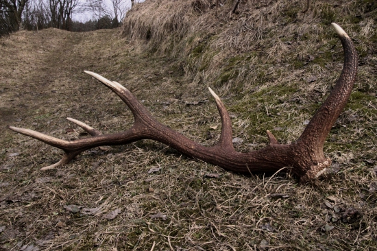 Tohtoročný krásavec