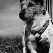 Jack russell terier