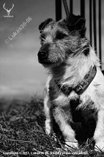 Jack russell terier