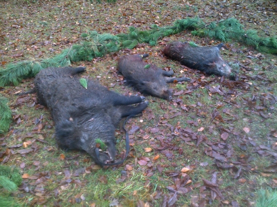 Spoločná poľovačka PZ Nitrica- výrad