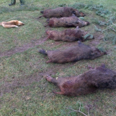 Spoločné poľovačky