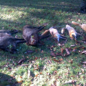 Spoločné poľovačky