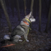 Večerné pozorovanie zveri