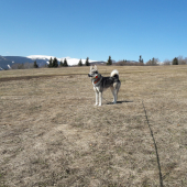 Dnešná prechádzka s Argom