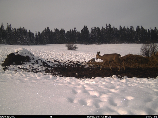 Tu sa nedá ani chodiť, samé zhody popod nohy :-)