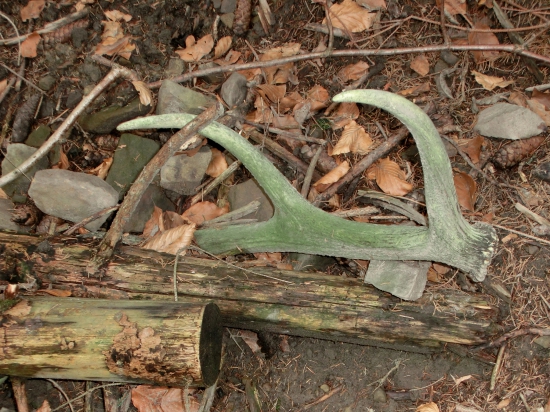 Ukrytý v tieni lesa.