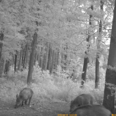 Maskovia na ranajkach