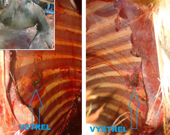 Norma  ORYX   10,1gr -6,5 x284