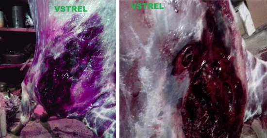 prebíjaný Nosler Accubond 9,3x62 . Laň