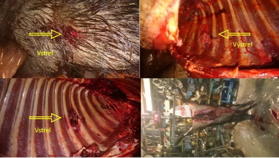 Norma Oryx 10,1gr - 6,5x284