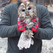 Sova squoter