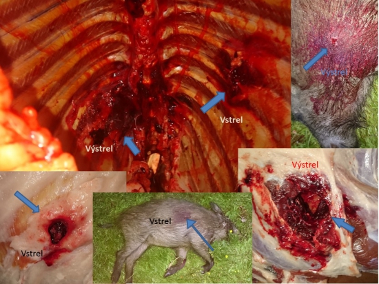 Prebíjaný   TOG 9,3x62