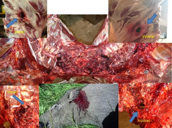 Lanštiak  6,5-284  ORYX