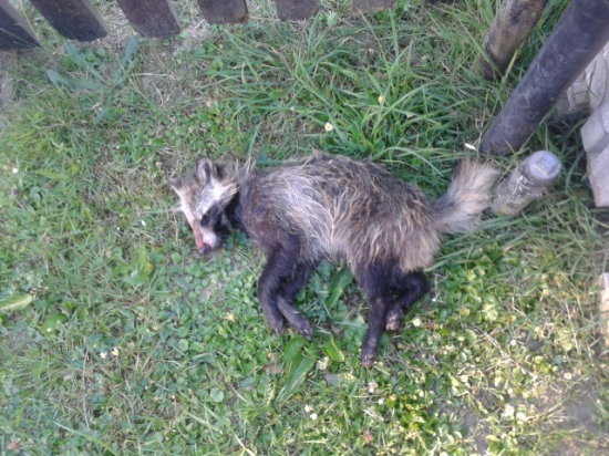 Čo kradlo sliepky