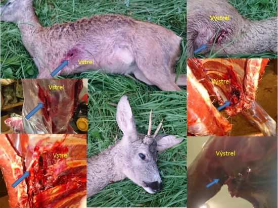 Srnec   BR8   6,5-284  ORYX