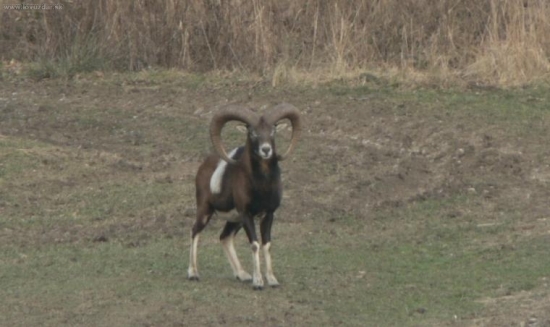 Muflon