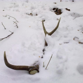 takto tam namna cakal