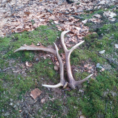 moj a kamratov prvy tento rok