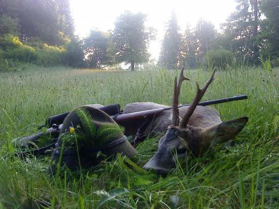 Srnec z Kremnických vrchov