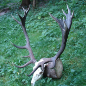 20-torák z Hornej Štubne